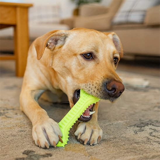 Ultra-resistant dog toy | DogPlay