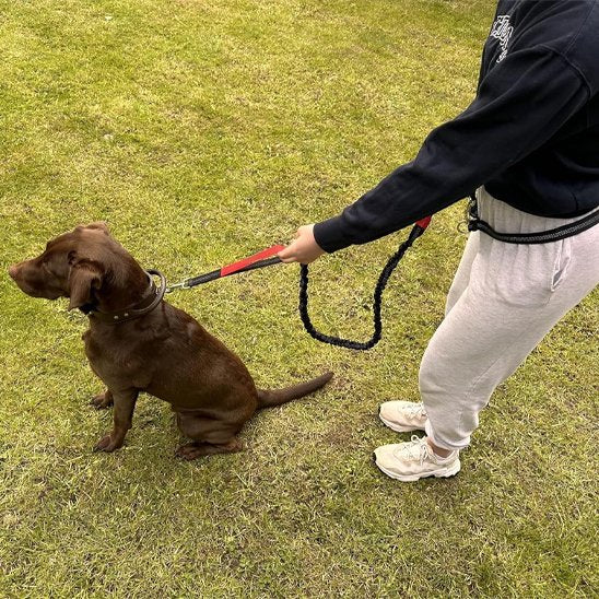 Canicross leash | Premium Run