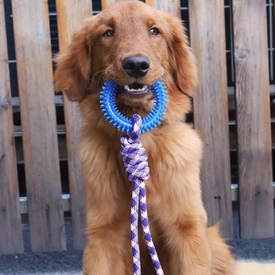 Dog toy | Durable Interactive