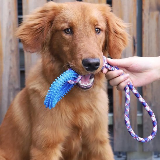 Dog toy | Durable Interactive